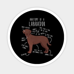 Chocolate Labrador Retriever Dog Anatomy Magnet